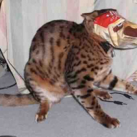 Photo #54649 de Bichat