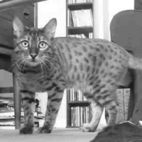 Photo #54655 de Bichat