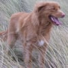 prise de vue dans les dunes