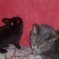 Photo #55129 de Clochette