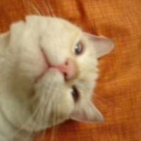 Photo #55285 de Pitchou