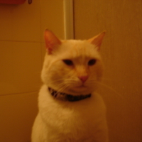 Photo #55291 de Pitchou