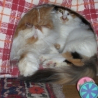 Photo #55489 de Pandore