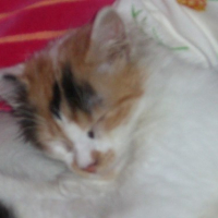Photo #55495 de Pandore