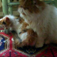 Photo #55501 de Pandore