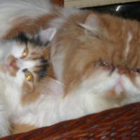 Pandore et Stuff, les 2 chats de la maison