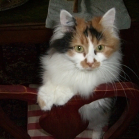 Photo #55807 de Pandore