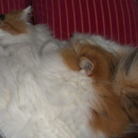 Photo #55813 de Pandore