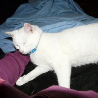 Photo #56017 de Neige