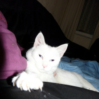 Photo #56023 de Neige