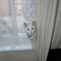 Photo #56035 de Neige