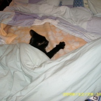 Photo #56173 de Rambo