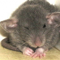 Photo #56329 de Rasta