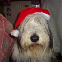 Photo #56371 de Bambou