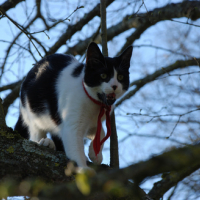 Première escapade dans les arbres ! =D