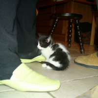 Photo #56653 de Jazz