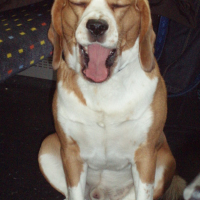 Photo #56683 de Scotch