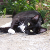 Photo #57043 de Pattenrond