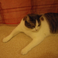 Photo #57175 de Taz