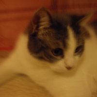 Photo #57181 de Taz