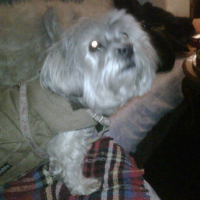 Photo #57355 de Snoopy