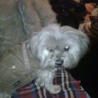 Photo #57361 de Snoopy