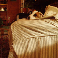 Photo #57373 de Jack