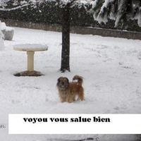 Photo #57463 de Voyou