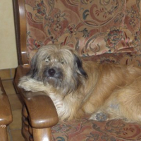 Photo #57469 de Voyou