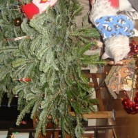 Photo #57553 de Tigri