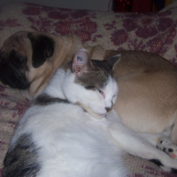 Photo #58111 de Cookie