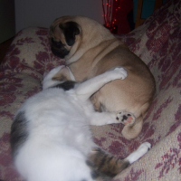 Photo #58117 de Cookie