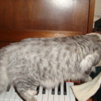 Photo #58195 de Tigri