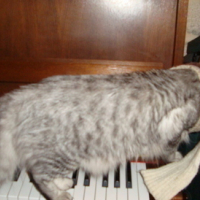 moi , je suis pianiste et je joue très bien !!!