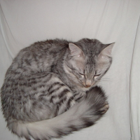 Photo #58201 de Tigri