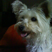 Photo #58441 de Phyla