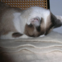 Photo #58477 de Calypso