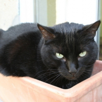 Photo #58507 de Ebène