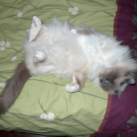 Photo #58633 de Skippy