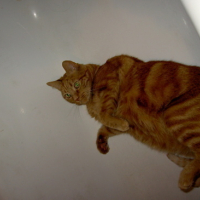 Photo #58639 de Simba