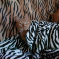Photo #58645 de Simba