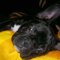 Photo #59485 de Stitch