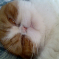 Photo #59575 de Pillow