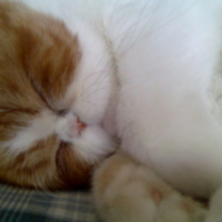 Photo #59581 de Pillow