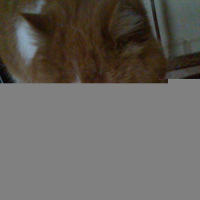 Photo #59587 de Pillow