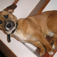 Photo #60265 de Chipie