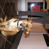 Photo #60271 de Chipie
