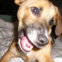 Photo #60277 de Chipie