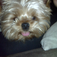 Photo #60295 de Joy