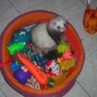 Crapule dans tout les jouets de sa copine Astuce